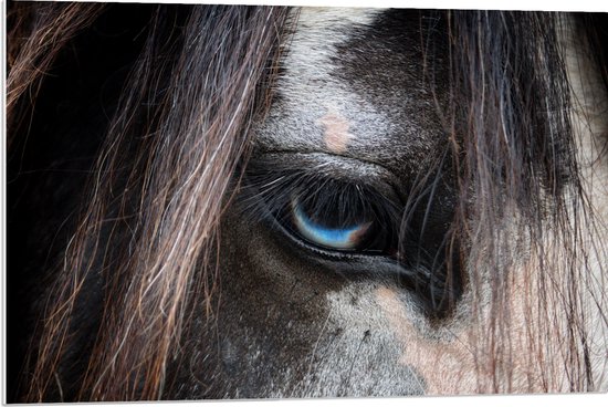 WallClassics - PVC Schuimplaat - Oog van een Paard - 90x60 cm Foto op PVC Schuimplaat (Met Ophangsysteem)