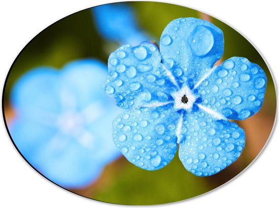 WallClassics - Dibond Ovaal - Blauw Bloempje met Waterdruppels - 40x30 cm Foto op Ovaal (Met Ophangsysteem)