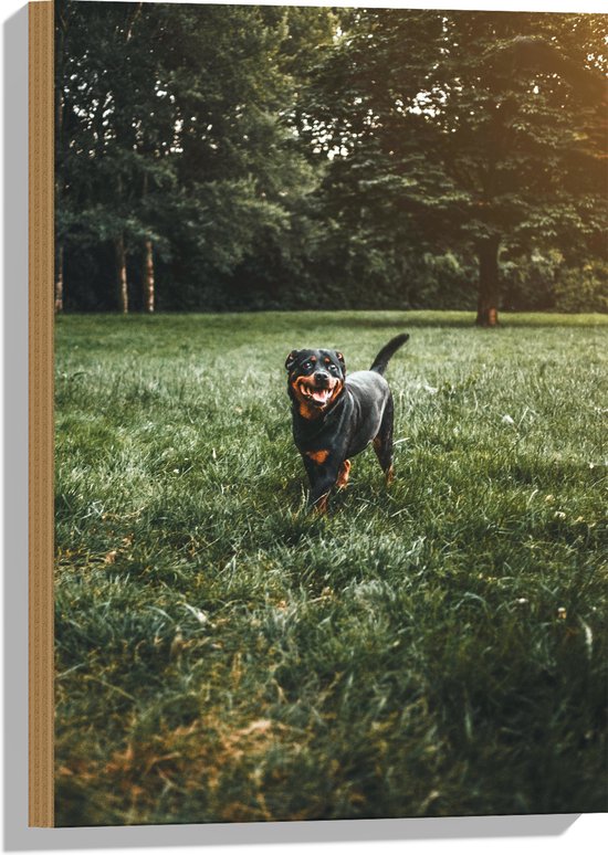 WallClassics - Hout - Zwarte Hond Rent in het Gras - 40x60 cm - 9 mm dik - Foto op Hout (Met Ophangsysteem)