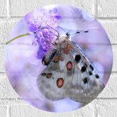 WallClassics - Muursticker Cirkel - Doorzichtige Vleugels van Vlinder - 30x30 cm Foto op Muursticker