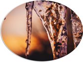 WallClassics - PVC Schuimplaat Ovaal - IJspegels - 68x51 cm Foto op Ovaal (Met Ophangsysteem)