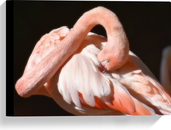 WallClassics - Canvas - Flamingo verstopt z'n Kop - 40x30 cm Foto op Canvas Schilderij (Wanddecoratie op Canvas)