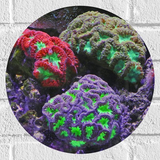 WallClassics - Muursticker Cirkel - Gekleurd Koraal - 30x30 cm Foto op Muursticker
