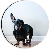 WallClassics - Dibond Muurcirkel - Luisterende Zwarte Hond - 20x20 cm Foto op Aluminium Muurcirkel (met ophangsysteem)