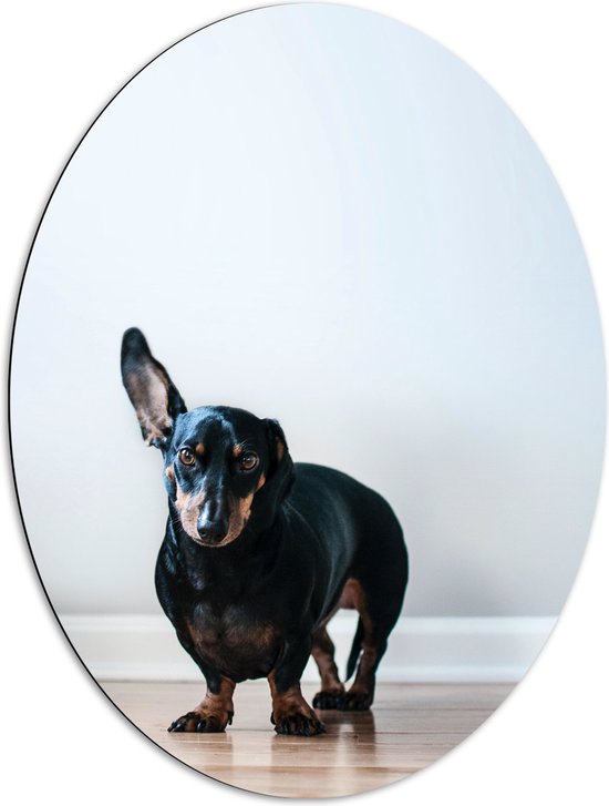 WallClassics - Dibond Ovaal - Luisterende Zwarte Hond - 72x96 cm Foto op Ovaal (Met Ophangsysteem)