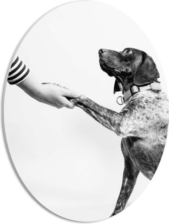 WallClassics - PVC Schuimplaat Ovaal - Hond Geeft Poot Zwart - Wit - 30x40 cm Foto op Ovaal (Met Ophangsysteem)