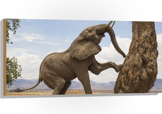 Hout - Blije Afrikaanse Olifant - 100x50 cm - 9 mm dik - Foto op Hout (Met Ophangsysteem)