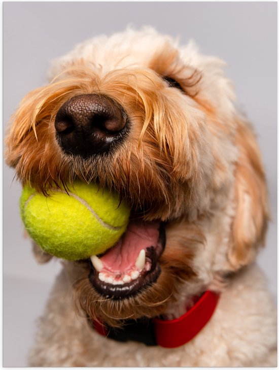 WallClassics - Poster Glanzend – Hond Speelt met Tennisbal - 60x80 cm Foto op Posterpapier met Glanzende Afwerking
