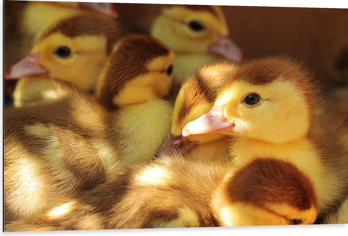 Dibond - Baby Eendjes - 105x70 cm Foto op Aluminium (Wanddecoratie van metaal)