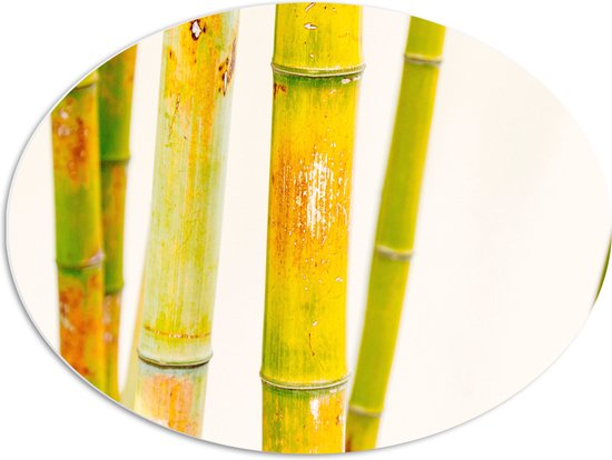 WallClassics - PVC Schuimplaat Ovaal - Bamboe met Witte Achtergrond - 68x51 cm Foto op Ovaal (Met Ophangsysteem)