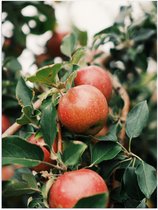 WallClassics - Poster Brillant - Pommes dans l'Arbre - 30x40 cm Photo sur Papier Poster avec Finition Brillante