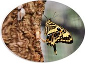 WallClassics - PVC Schuimplaat Ovaal - Geel met Zwarte Vlinder op een Boom - 28x21 cm Foto op Ovaal (Met Ophangsysteem)