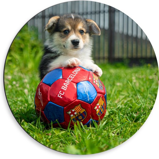 WallClassics - Dibond Muurcirkel - Hondje Speelt met een Voetbal - 50x50 cm Foto op Aluminium Muurcirkel (met ophangsysteem)