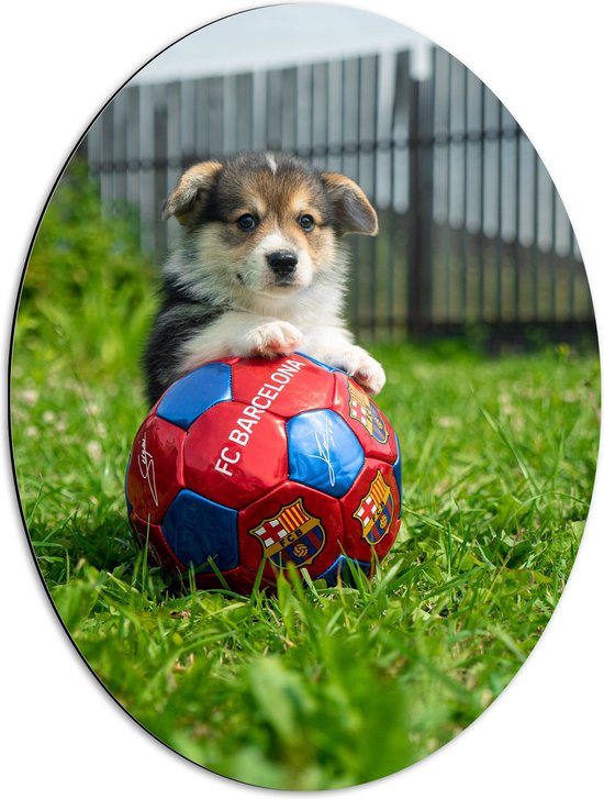 WallClassics - Dibond Ovaal - Hondje Speelt met een Voetbal - 51x68 cm Foto op Ovaal (Met Ophangsysteem)