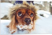 WallClassics - Acrylglas - Bruine Hondenhoofd boven de Sneeuw - 105x70 cm Foto op Acrylglas (Met Ophangsysteem)