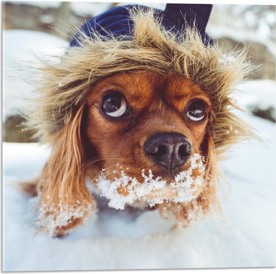 WallClassics - Acrylglas - Bruine Hondenhoofd boven de Sneeuw - 50x50 cm Foto op Acrylglas (Met Ophangsysteem)