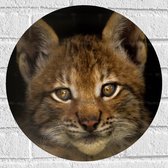 WallClassics - Muursticker Cirkel - Bruine Lynx - 40x40 cm Foto op Muursticker