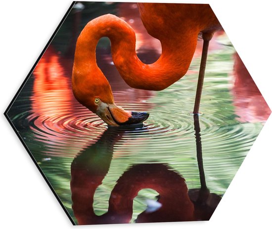 WallClassics - Dibond Hexagon - Flamingo met Kop in het Water - 30x26.1 cm Foto op Hexagon (Met Ophangsysteem)