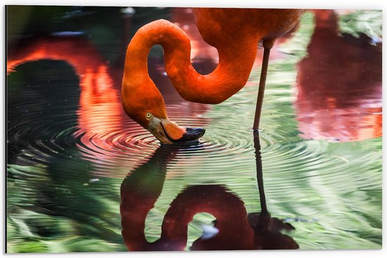 WallClassics - Dibond - Flamingo met Kop in het Water - 60x40 cm Foto op Aluminium (Met Ophangsysteem)