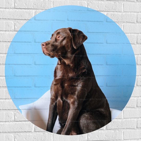 WallClassics - Muursticker Cirkel - Grote Hond Zittend op Stoel met Kop Koffie - 90x90 cm Foto op Muursticker