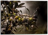 WallClassics - Dibond - Druppels op Olijventak - 40x30 cm Foto op Aluminium (Wanddecoratie van metaal)