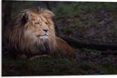 Dibond - Leeuw met Lange Manen Liggend in Groen Landschap - 75x50 cm Foto op Aluminium (Met Ophangsysteem)