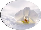WallClassics - Dibond Ovaal - Witte Orchidee in de Witte Sneeuw - 40x30 cm Foto op Ovaal (Met Ophangsysteem)