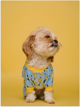 WallClassics - Poster brillant - Chien avec pull sur fond jaune - 60x80 cm Photo sur papier poster avec finition brillante