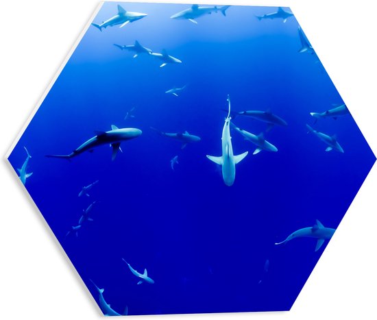 WallClassics - PVC Schuimplaat Hexagon - Haaien Onderwater in de Blauwe Zee - 40x34.8 cm Foto op Hexagon (Met Ophangsysteem)