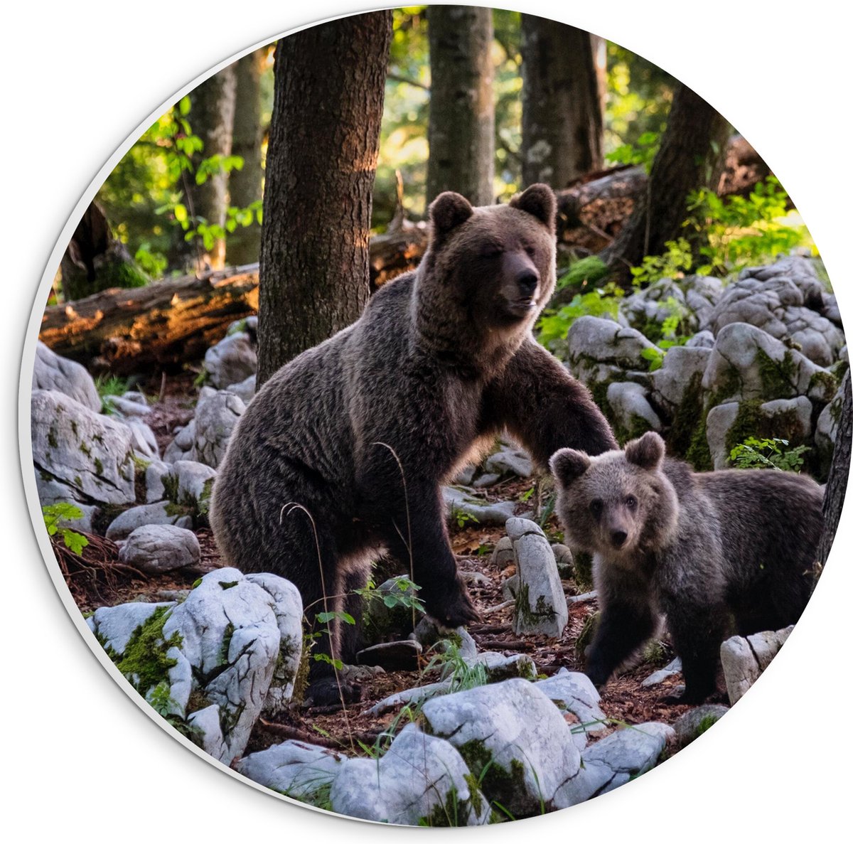 PVC Schuimplaat Muurcirkel - Grizzlybeer met Baby Beer in het Bos - 20x20 cm Foto op Muurcirkel (met ophangsysteem)