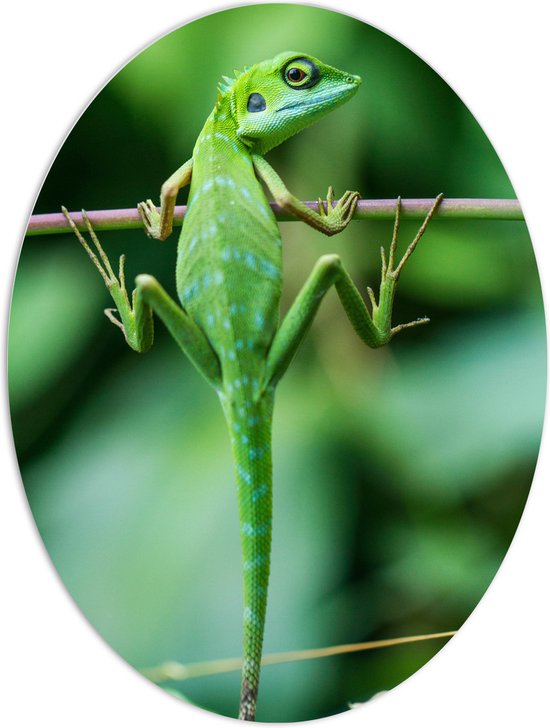 WallClassics - PVC Schuimplaat Ovaal - Groene Kameleon Hangend aan een Takje - 60x80 cm Foto op Ovaal (Met Ophangsysteem)