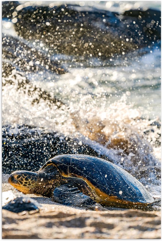 WallClassics - Poster (Mat) - Grote Schildpad in spetterend Zeewater - 100x150 cm Foto op Posterpapier met een Matte look