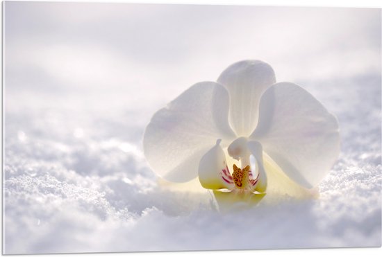 WallClassics - Acrylglas - Witte Orchidee in de Witte Sneeuw - 90x60 cm Foto op Acrylglas (Met Ophangsysteem)