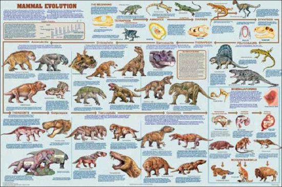 Zoogdieren poster - evolutie - reptielen - 61 x 91.5 cm