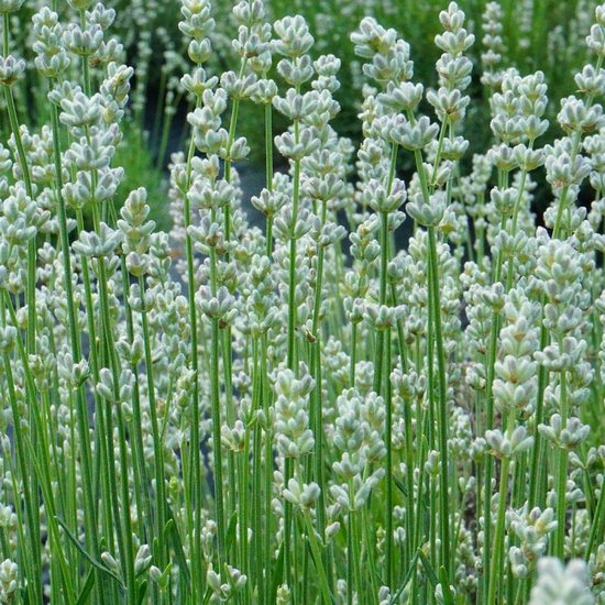 Lavendelplant 48 Lavendel planten angustifolia - Lavendelplanten winterhard - echte lavendel - tuinplanten - lavendelstruik - lavendelplant - geurende lavendel - 48 x 7 cm - 15 cm