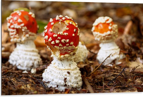 Dibond - Drie Paddestoelen - Vliegenzwam - 105x70 cm Foto op Aluminium (Met Ophangsysteem)