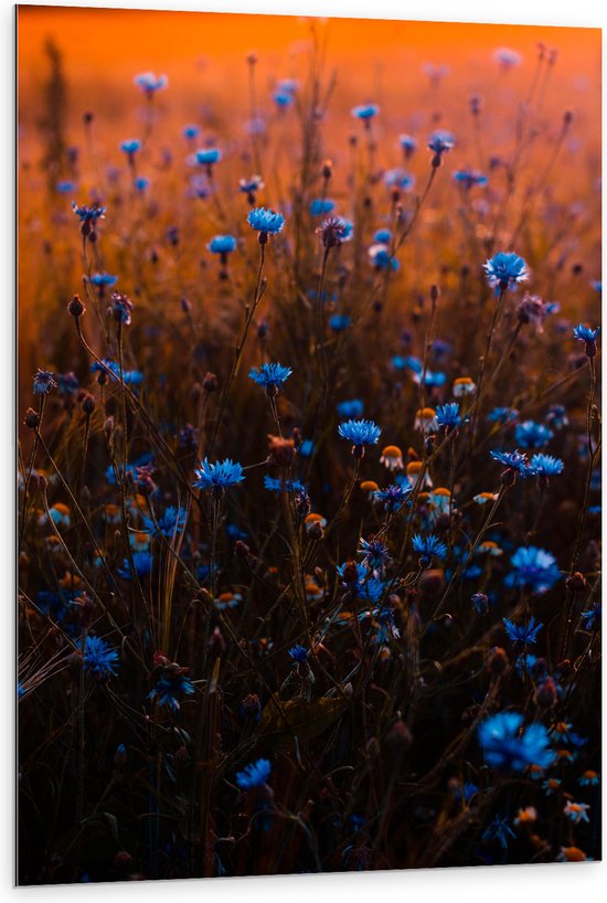 Dibond - Blauw Bloemenveld onder Oranje Kleurige Lucht - 80x120 cm Foto op Aluminium (Met Ophangsysteem)