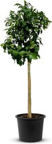 Tropictrees - Grapefruitboom - Citrus Paradisi - Grapefruit - Eetbaar - Citrusboom - Hoogte ca. 150cm