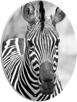 WallClassics - PVC Schuimplaat Ovaal - Kop van Prachtige Zebra (Zwart- wit) - 21x28 cm Foto op Ovaal (Met Ophangsysteem)
