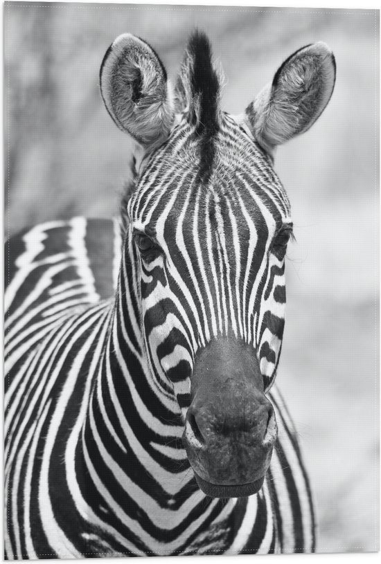 WallClassics - Vlag - Kop van Prachtige Zebra (Zwart- wit) - 40x60 cm Foto op Polyester Vlag