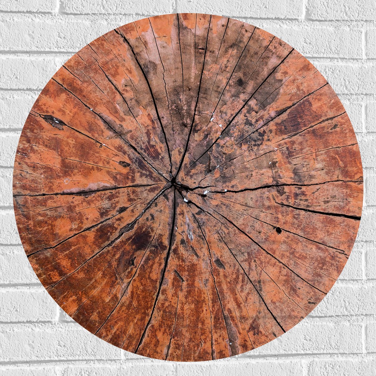 Muursticker Cirkel - Close-up van Textuur in Doorgesneden Boomstam - 70x70 cm Foto op Muur