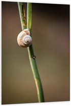 WallClassics - Panneau de mousse PVC - Escargot brun sur une branche verte étroite - Photo 100 x 150 cm sur panneau de mousse PVC