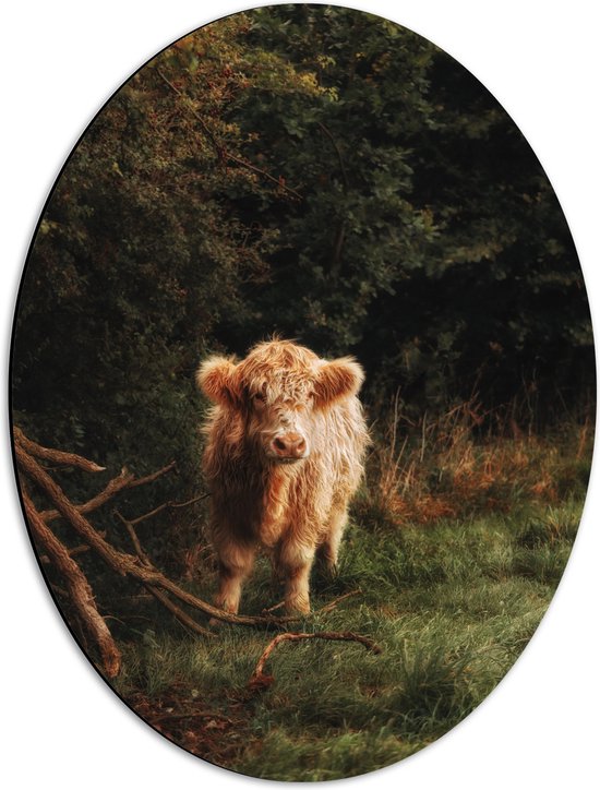 WallClassics - Dibond Ovaal - Fluffy Bruine Schotse Hooglander in Begroeid Bos - 42x56 cm Foto op Ovaal (Met Ophangsysteem)