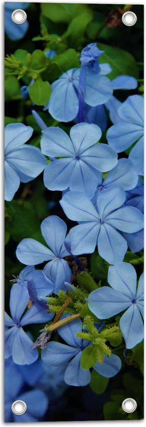 Tuinposter – Blauw Gekleurde Mannentrouw Bloemen in Struik - 20x60 cm Foto op Tuinposter (wanddecoratie voor buiten en binnen)