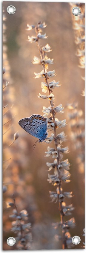WallClassics - Tuinposter – Blauwe Vlinder op Smalle Takken met Witte Bloemen - 20x60 cm Foto op Tuinposter (wanddecoratie voor buiten en binnen)