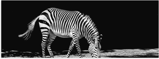 WallClassics - Poster (Mat) - Eenzame Zebra (Zwart- wit) - 60x20 cm Foto op Posterpapier met een Matte look