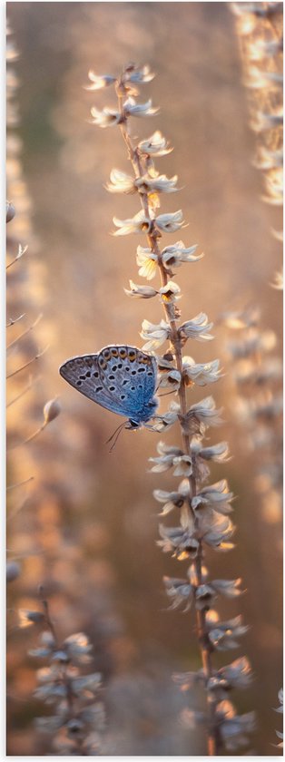 WallClassics - Poster (Mat) - Blauwe Vlinder op Smalle Takken met Witte Bloemen - 20x60 cm Foto op Posterpapier met een Matte look