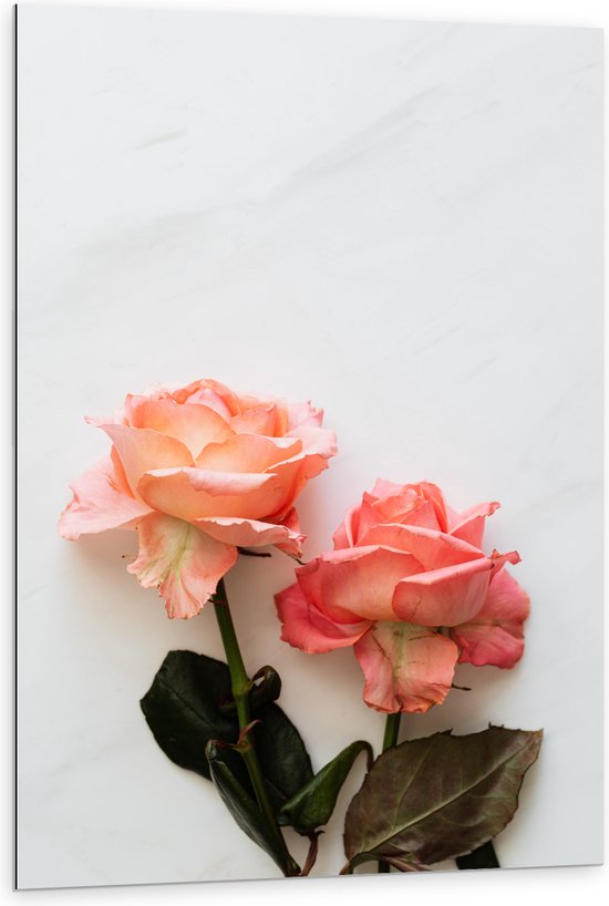 Dibond - Duo Roze Bloemen op Witte Achtergrond - 80x120 cm Foto op Aluminium (Wanddecoratie van metaal)