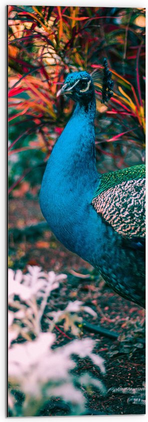 Dibond - Mooie pauw met Gekleurde Achtergrond - 30x90 cm Foto op Aluminium (Met Ophangsysteem)