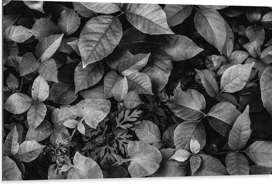 Dibond - Zwart-Wit Foto van Bladeren - 105x70 cm Foto op Aluminium (Wanddecoratie van metaal)